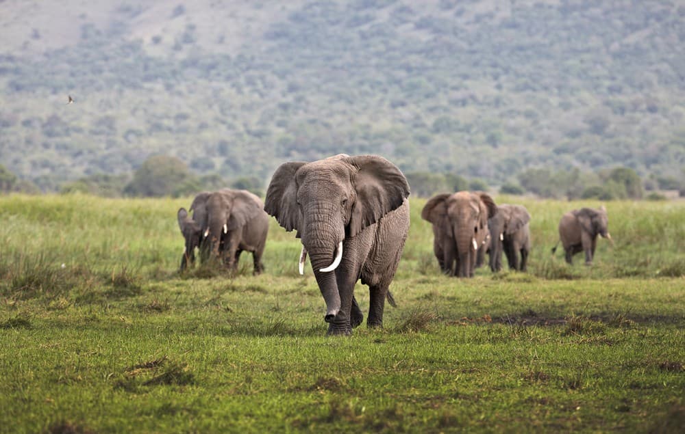 Safari background